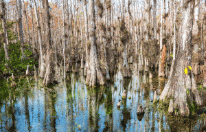 Forêt des Everglades