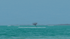 Arbre au milieu de la mer morte